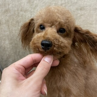 他犬舎の2.4kgの男の子の里親様募集