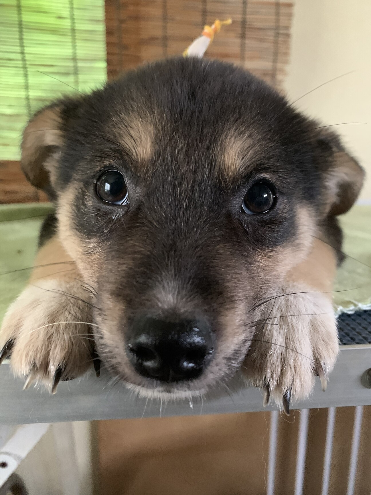 「柴系仔犬ちゃん」茨城県 - 犬の里親募集(456345) :: ペットのおうち【里親決定25万頭!】