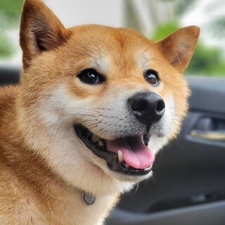 推定4〜5歳♂マルオ