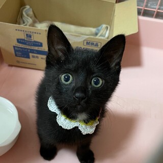 おりこうさん☆ちびくろチャコるん