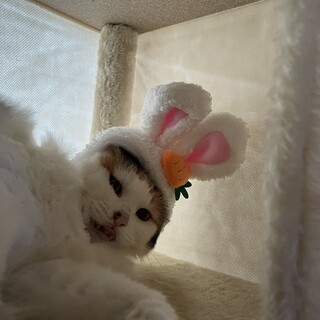 コロンコロンに太ってしまった長毛三毛❤️