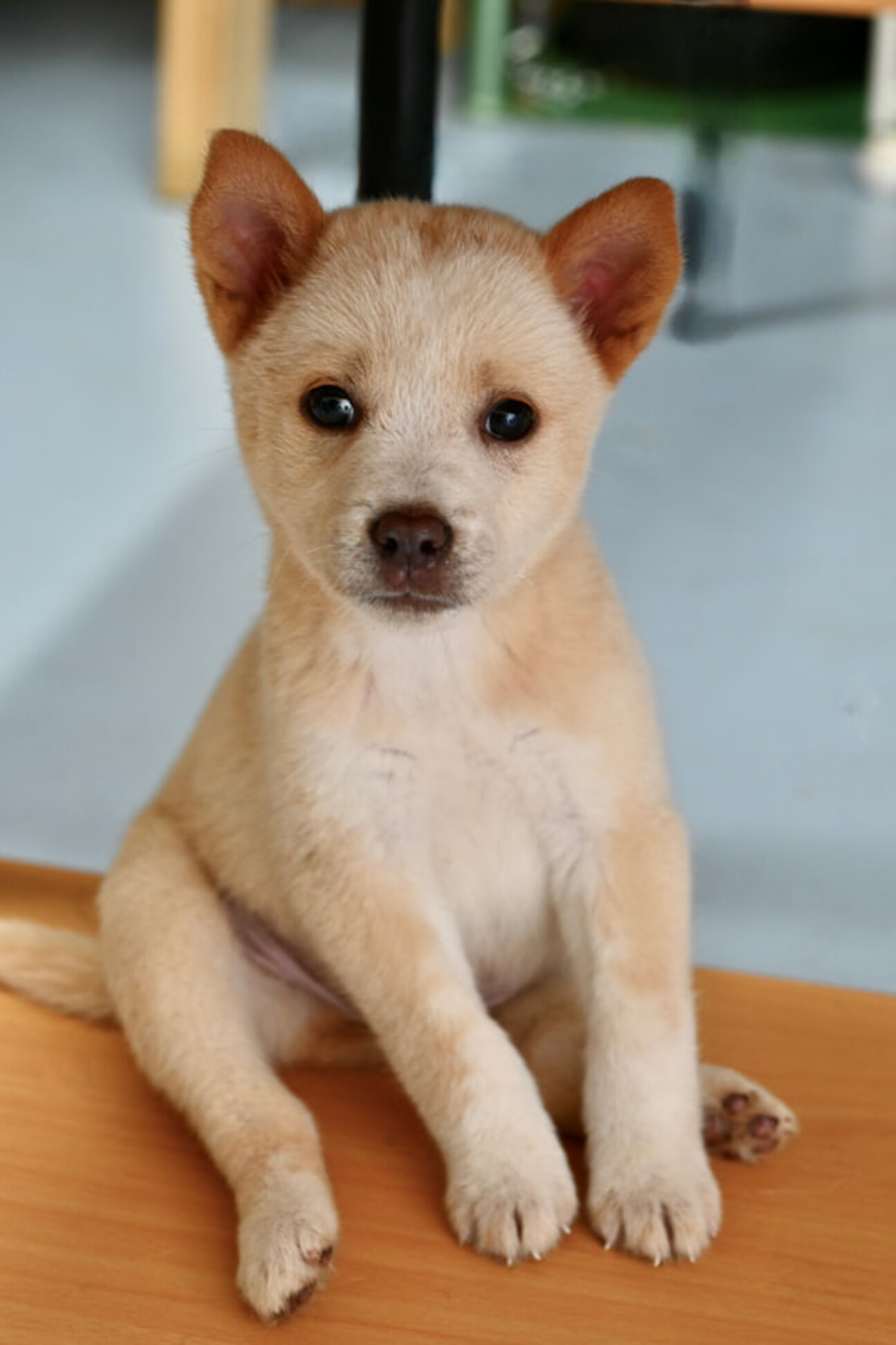 「マイロくん」徳島県 犬の里親募集(458628) ペットのおうち【里親決定25万頭！】