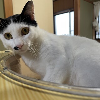 とても小ぶりな前髪パッツン女の子