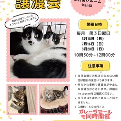 保護猫の譲渡会