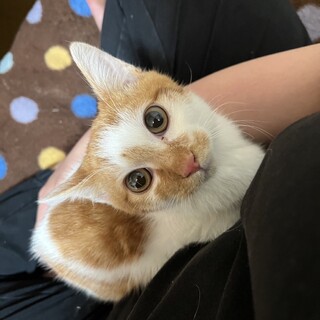オス9ヶ月人懐っこい子です。