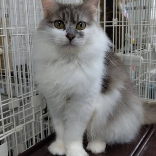 フサフサの毛並みでまん丸お目々♡ドラミちゃん