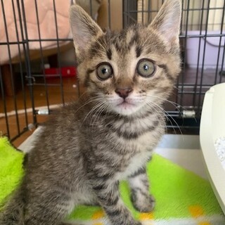 人懐こいキジトラ　つるべ君去勢済