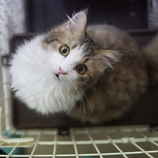 好奇心旺盛で元気いっぱい！★ウルルくん