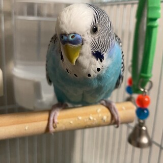 鮮やかな水色のセキセイインコ 