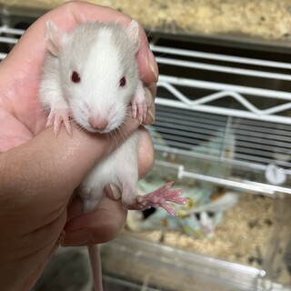 ファンシーラットの子供