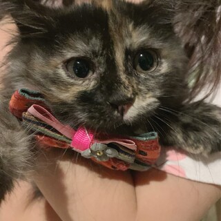 お話上手　ふわふわ♡ななちゃん