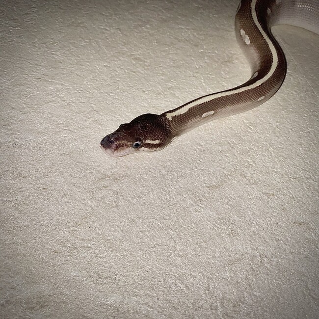 山内太陽のカバー写真