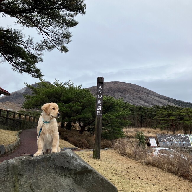 あゆちんちんのカバー写真