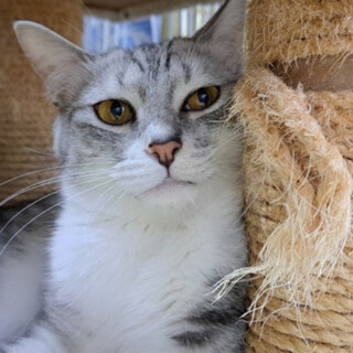 甘えん坊サバ白男子トビくん♀11カ月