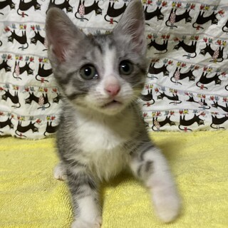 コロコロ元気なサバ白♪こてつくん