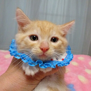 明るい茶トラ♪茶々丸くん 2ヵ月弱