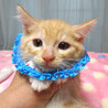 明るい茶トラ♪茶々丸くん 2ヵ月弱 サムネイル2