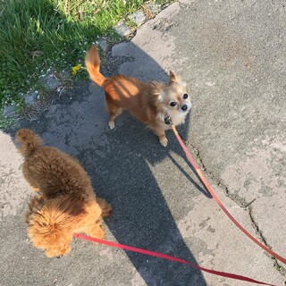 チワワ好きな方や大事にしてくれる方お願いします。