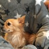 チワワ好きな方や大事にしてくれる方お願いします。 サムネイル4