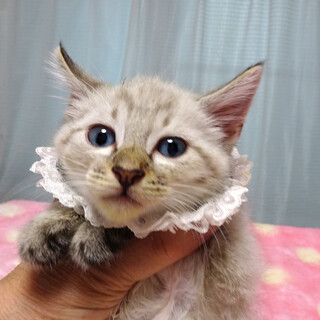 青い目♪シャム系★ピノくん 2ヵ月弱