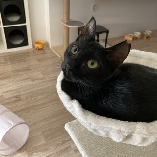 黒猫8ヶ月エラちゃん