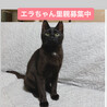 黒猫8ヶ月エラちゃん サムネイル7