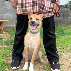 総社市ＡＷＡしつけ教室　＜雨天決行＞ サムネイル3