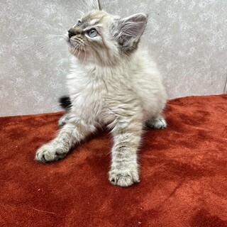 長毛好き必見！青い目のビトンみんなが一目惚れ