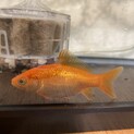 金魚の里親募集中です。