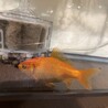 金魚の里親募集中です。 サムネイル2