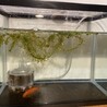 金魚の里親募集中です。 サムネイル3