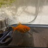 金魚の里親募集中です。 サムネイル4