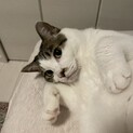 人懐こいキジシロ