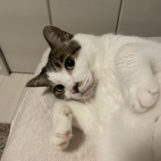 人懐こいキジシロ