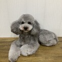 トイプードル6歳女の子、トライアル決まりました。