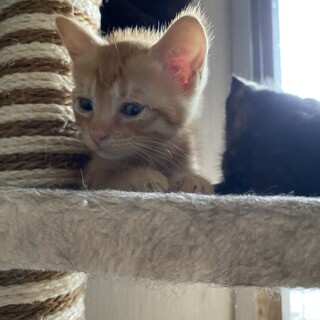 ちゃとら男子こねこ