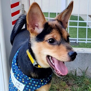 お見合い予定のため一時募集停止！