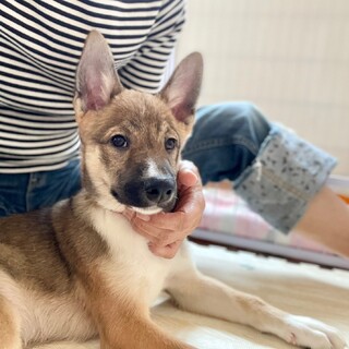 久里(くり)♀ 賢い女の子