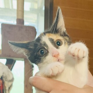 ①おかか　メス　三毛　6ヶ月　元気