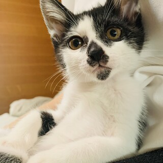 ②おにぎり　オス　白黒　6ヶ月　元気