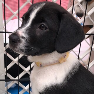 白黒の牛さん模様が印象的な【れんげちゃん】４ヵ月位