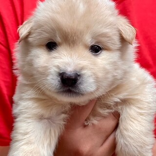 23-M179 よちよち可愛いベビーわんこ！！