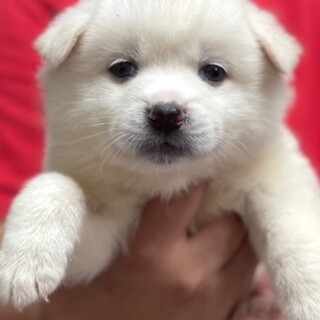 23-M181　よちよち歩きの赤ちゃん！！