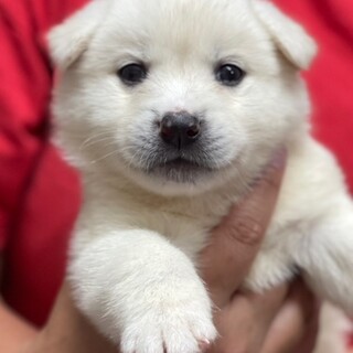 23-M182　可愛い白クマちゃんワンコ♪