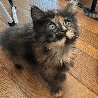 6/18荒川区譲渡会参加　ジュリアちゃん