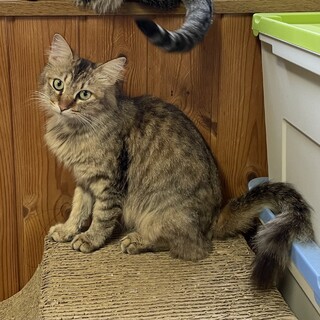 【キジトラ長毛】不妊手術済み！