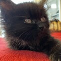 黒ふわ猫ちゃんの里親様を探しています。