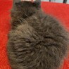 黒ふわ猫ちゃんの里親様を探しています。 サムネイル4