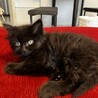 黒ふわ猫ちゃんの里親様を探しています。 サムネイル2