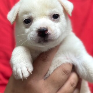 23-M186　ウルウル瞳が可愛い♪